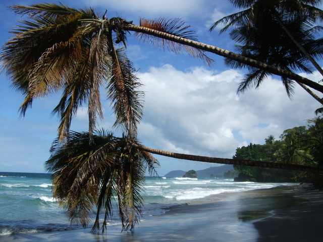 Paria Bay, Trinidad, palm trees, beach, jungle